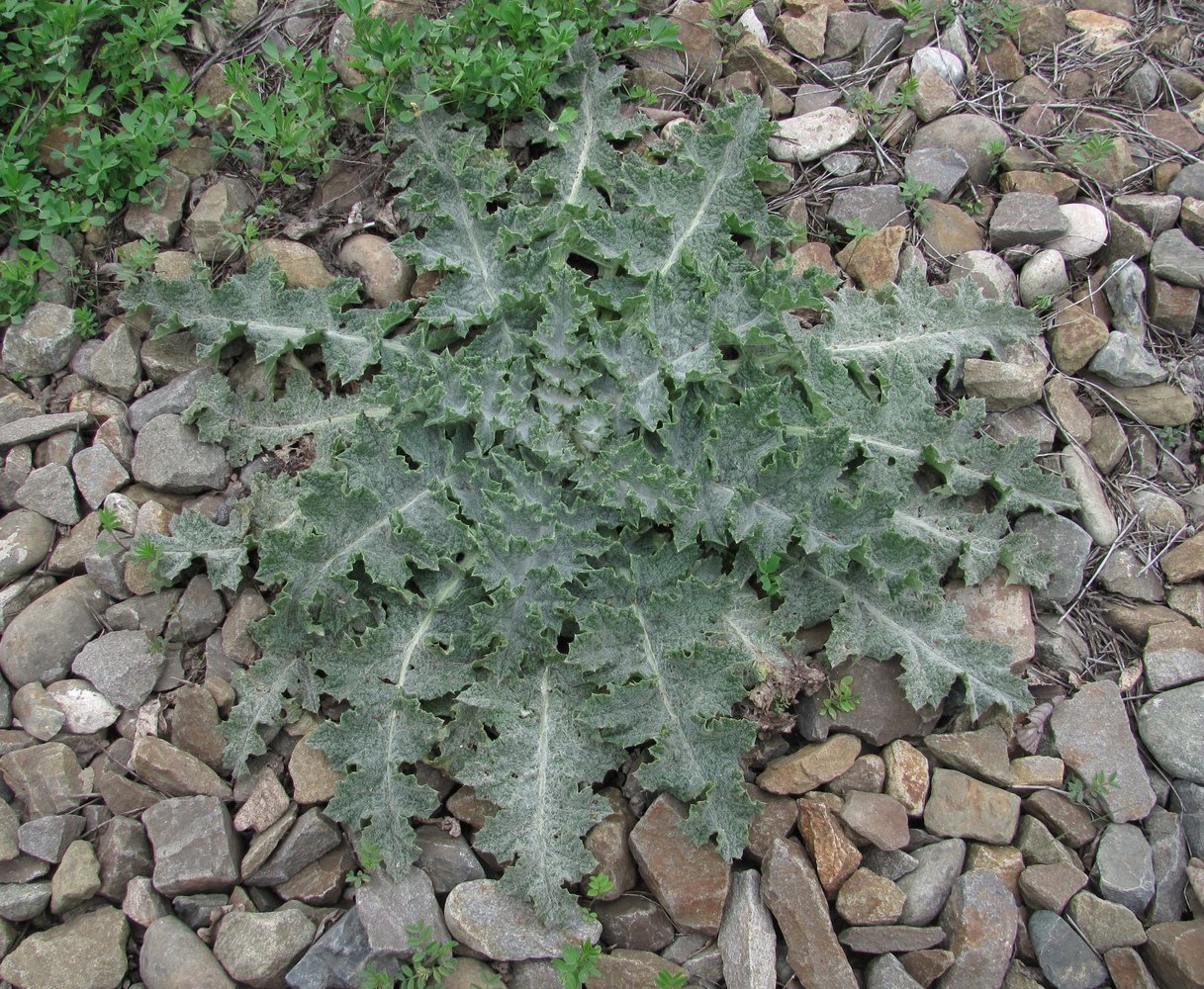 Изображение особи семейство Asteraceae.