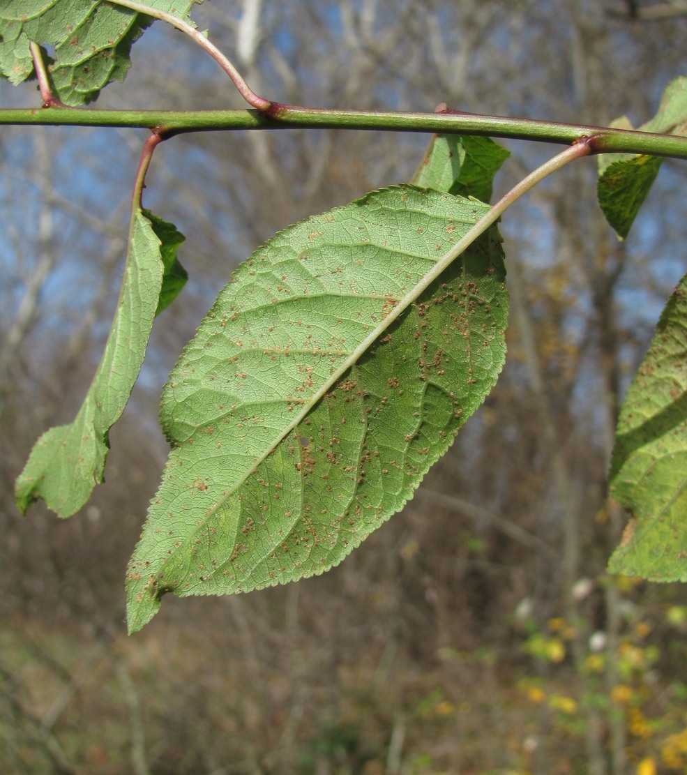 Изображение особи Prunus cerasifera.