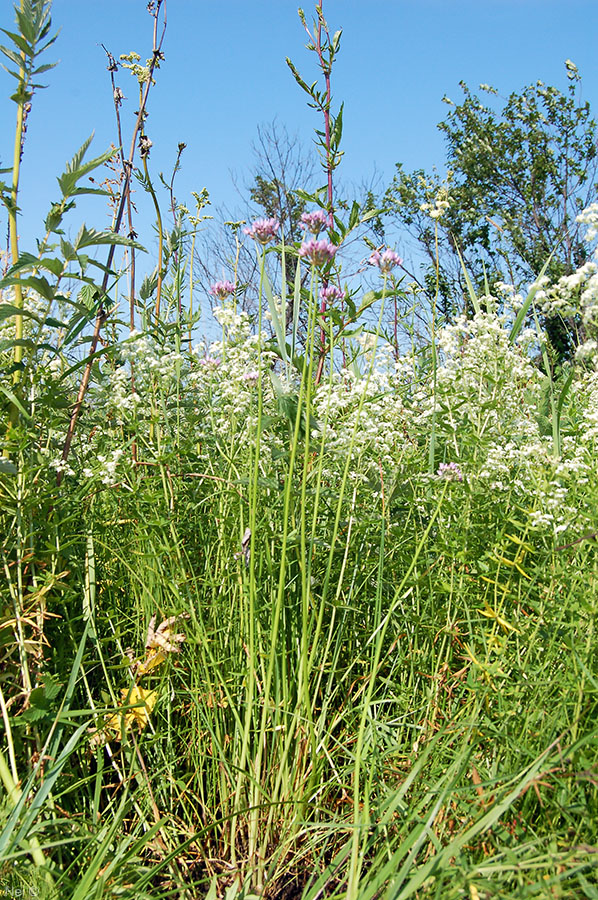 Изображение особи Allium angulosum.