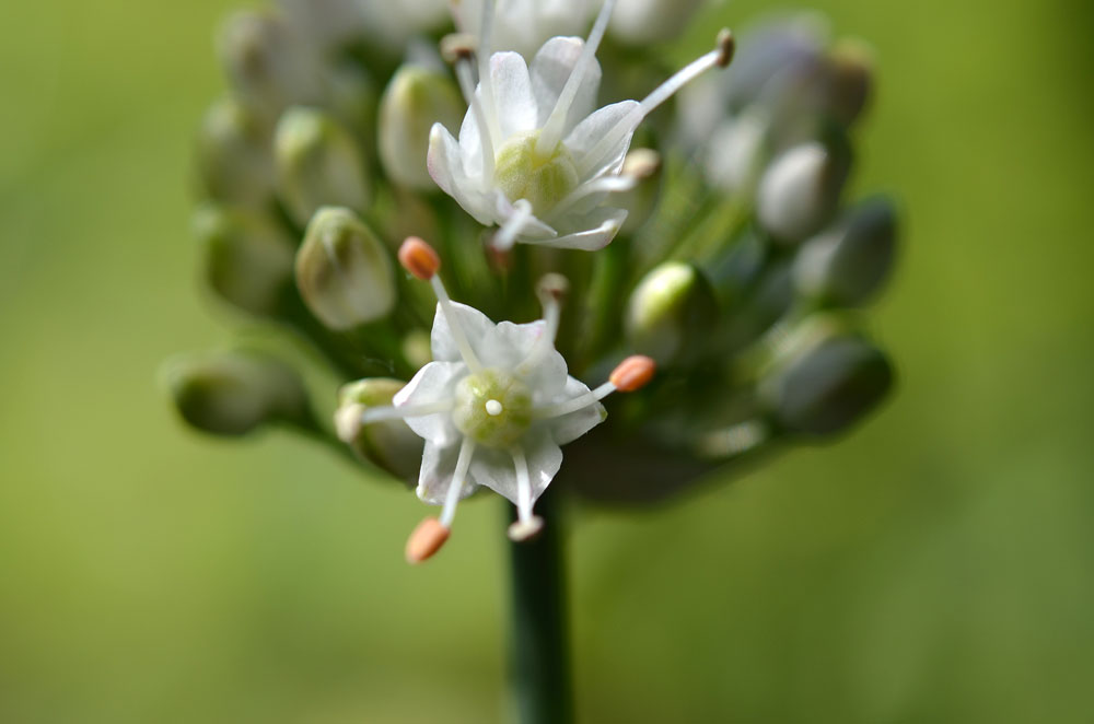 Image of genus Allium specimen.