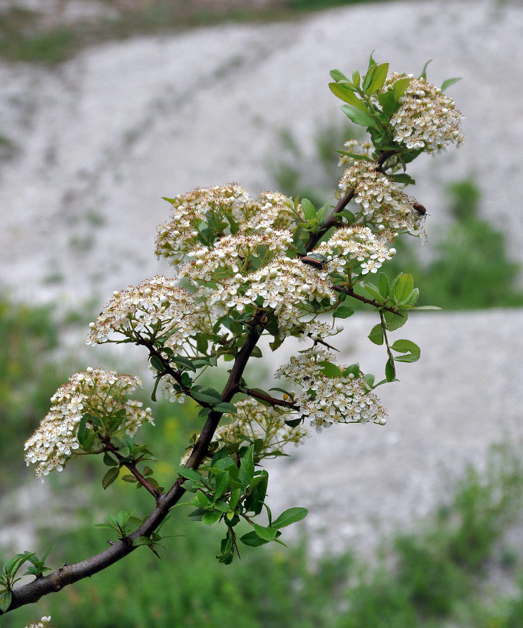 Image of Pyracantha coccinea specimen.