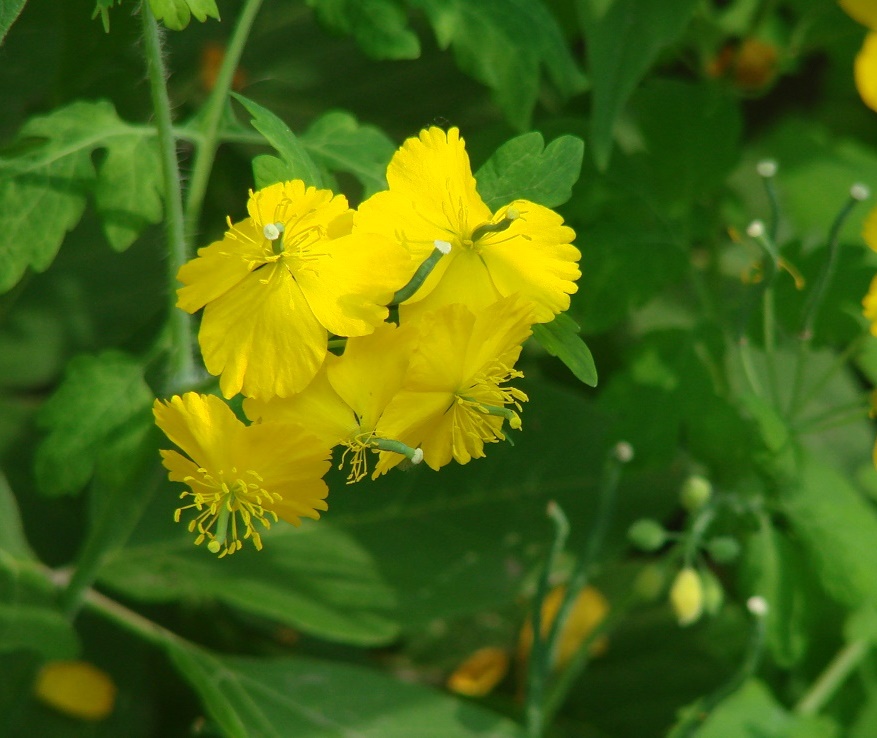 Изображение особи Chelidonium majus.