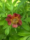 Paeonia delavayi