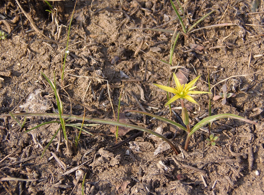 Image of genus Gagea specimen.