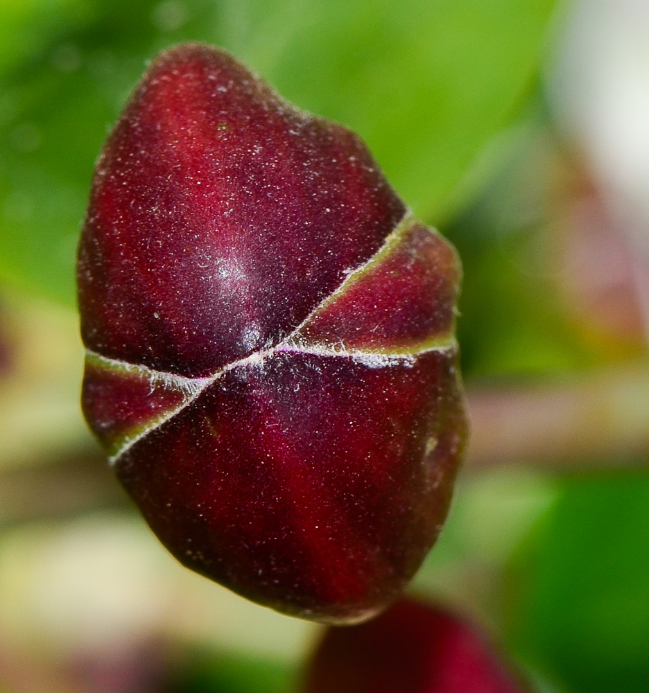 Image of Capparis aegyptia specimen.