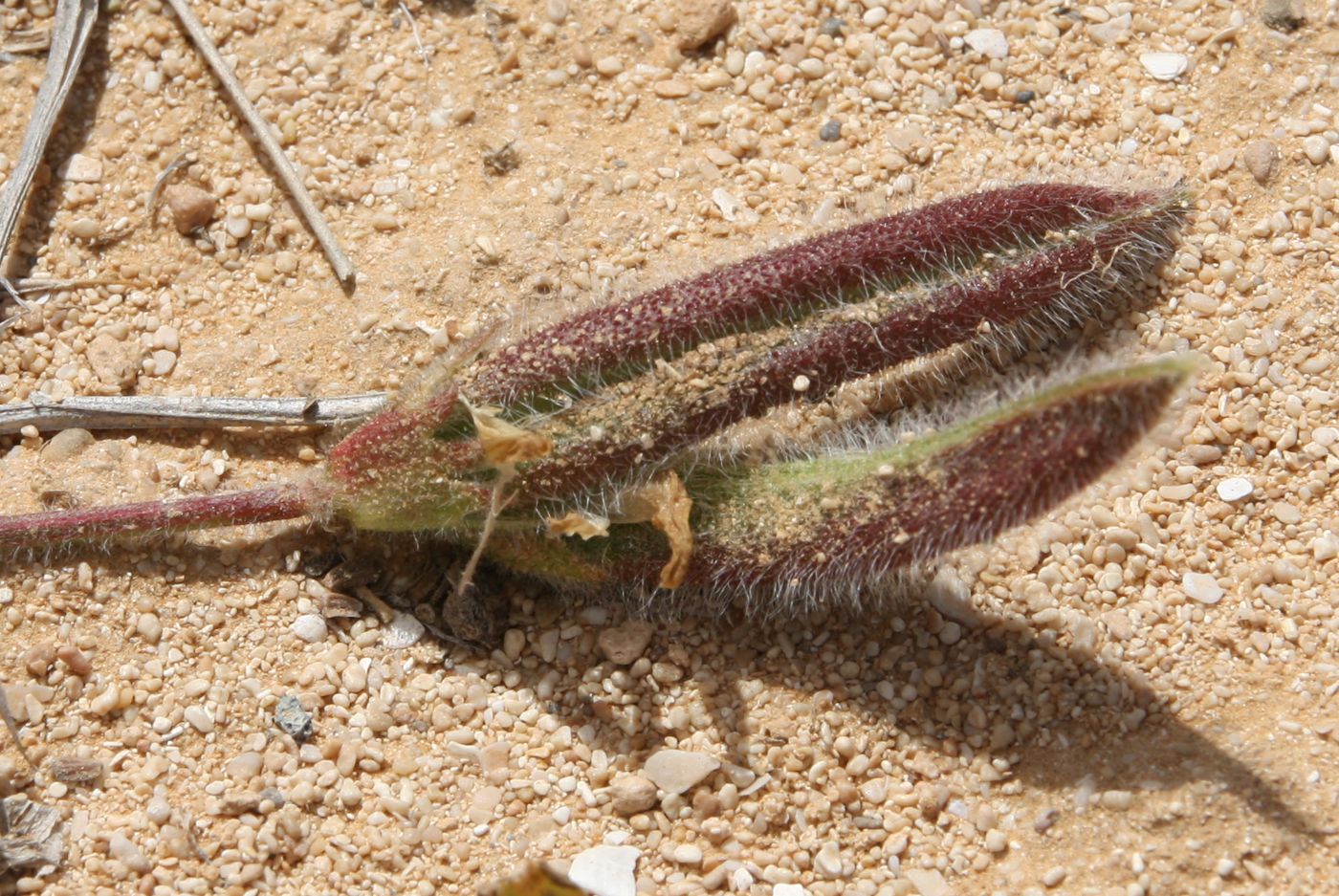 Изображение особи Astragalus peregrinus.