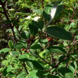 Cotoneaster melanocarpus. Ветвь с бутонами и цветком. Свердловская обл., окр. г. Североуральск, опушка сосново-елового леса. 30.05.2007.