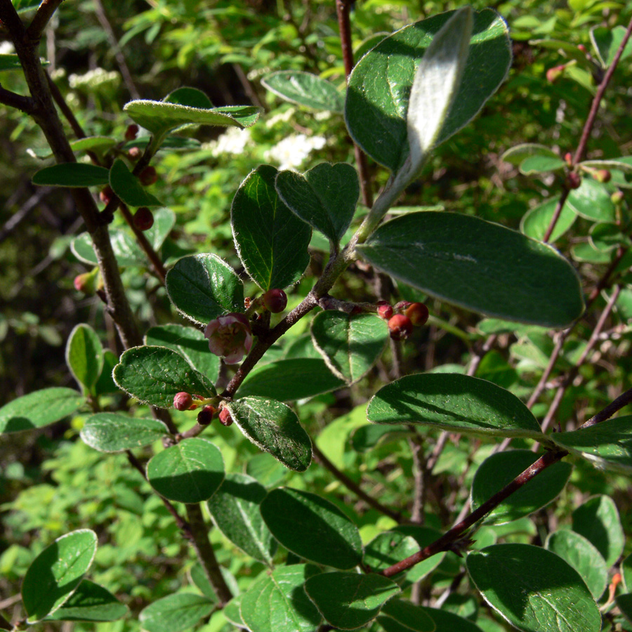 Изображение особи Cotoneaster melanocarpus.