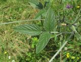 Psoralea bituminosa subspecies pontica. Лист. Краснодарский край, Абинский р-н, юж. окр. ст. Холмская, луг. 17.06.2017.