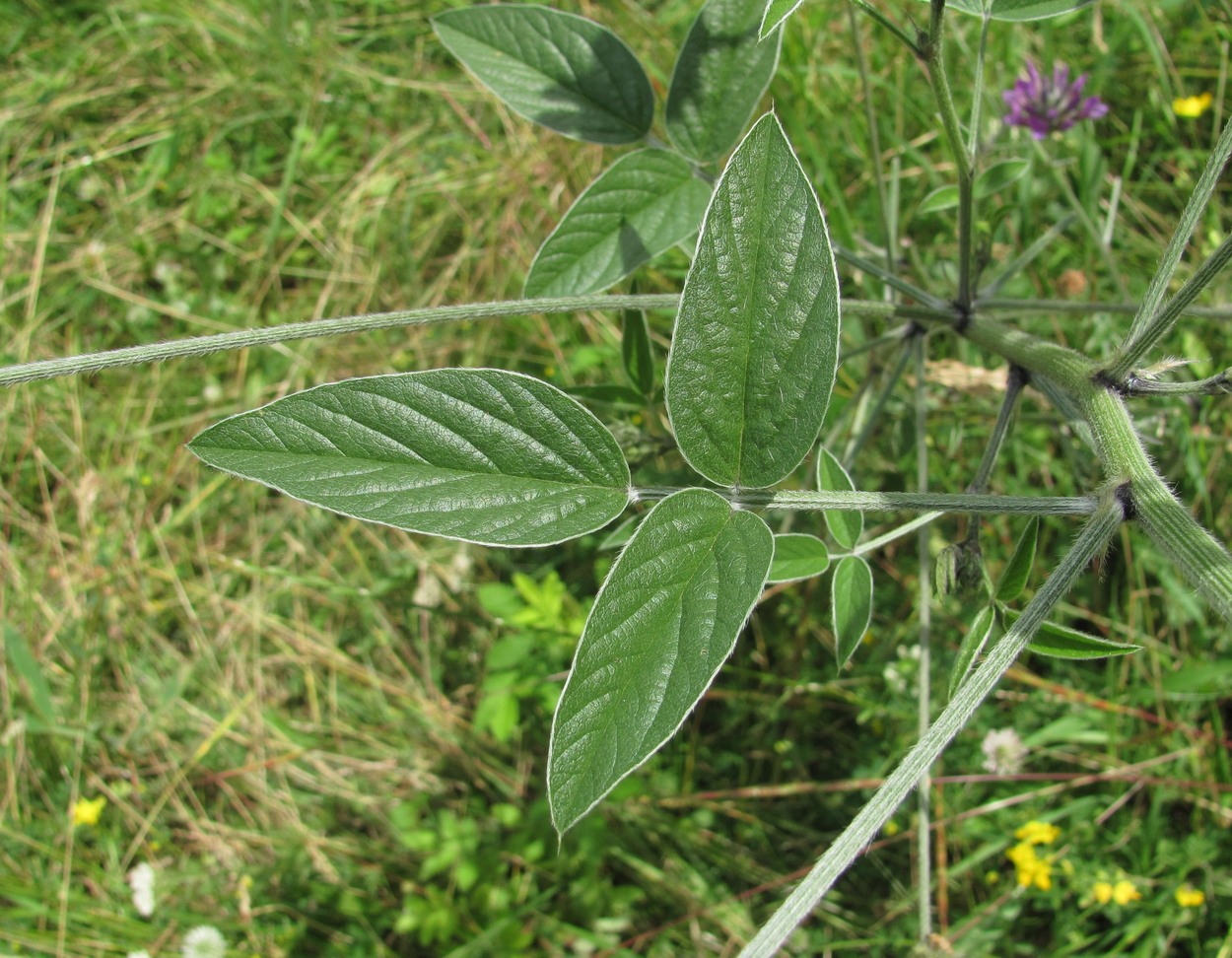 Image of Psoralea bituminosa ssp. pontica specimen.