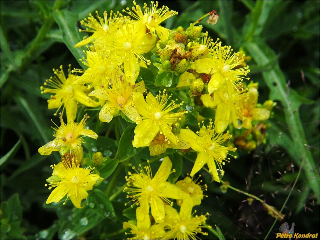 Image of Hypericum maculatum specimen.