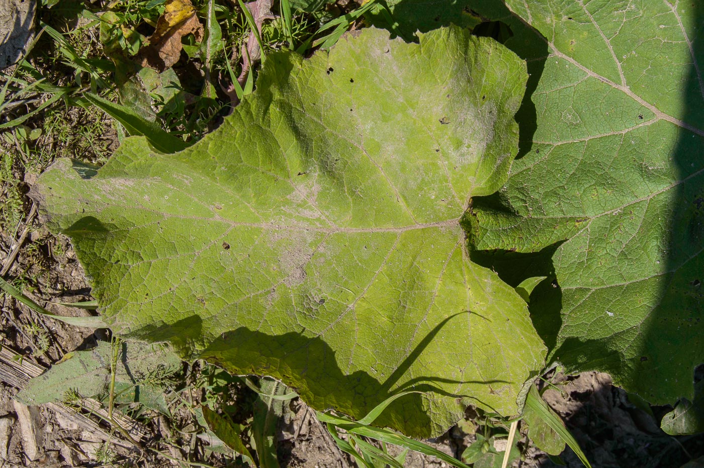 Изображение особи Arctium tomentosum.