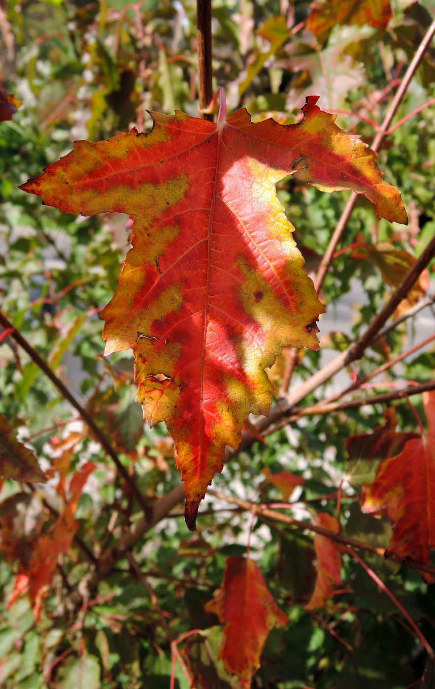 Image of Acer ginnala specimen.