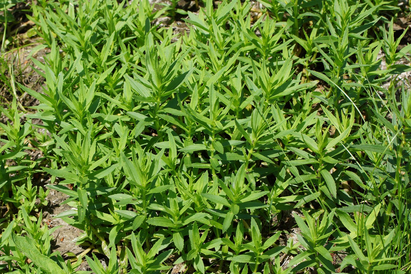 Image of Gratiola officinalis specimen.