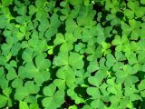 Смотреть изображение Oxalis acetosella