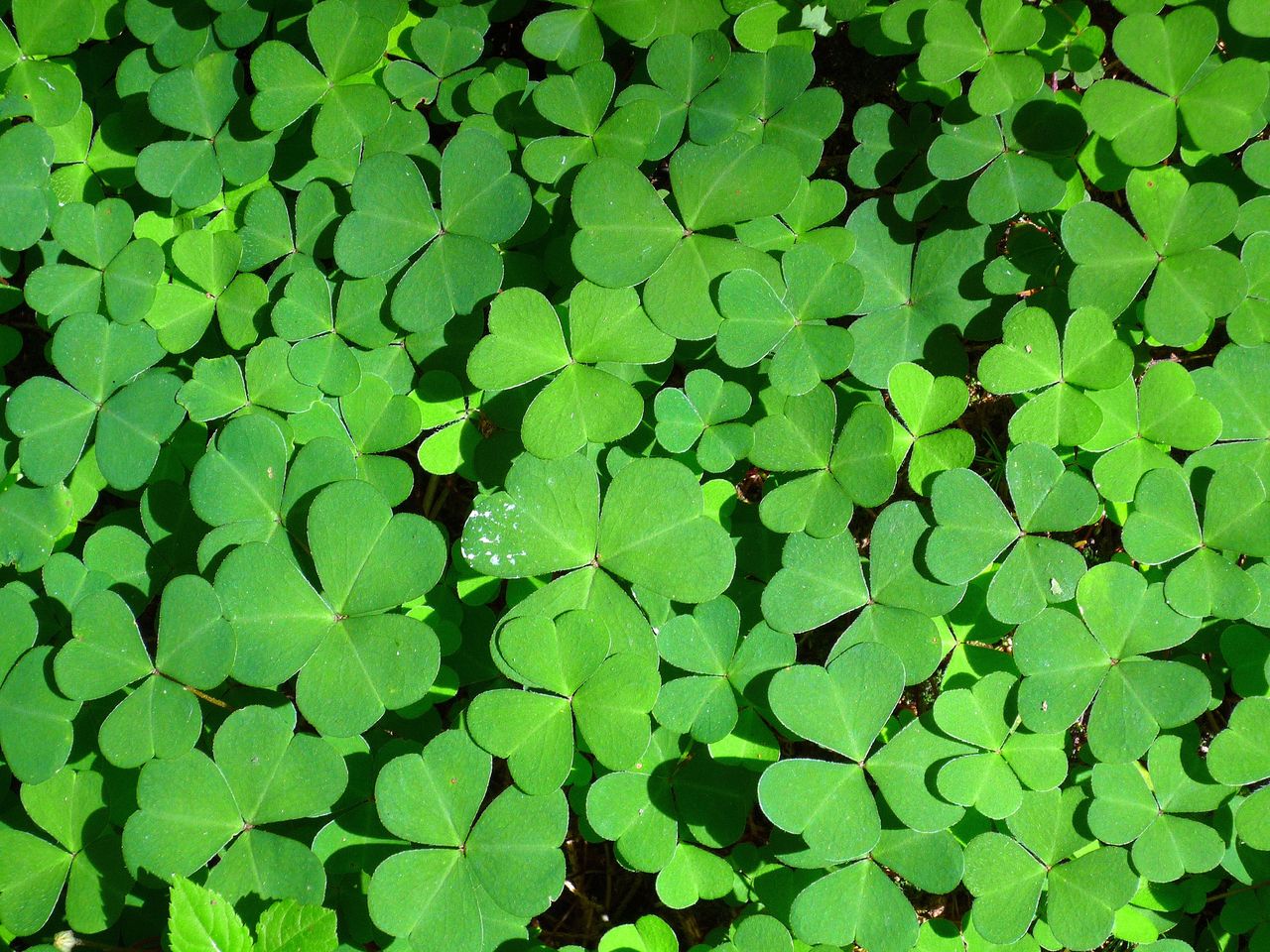 Image of Oxalis acetosella specimen.