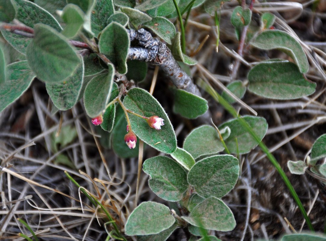 Image of Cotoneaster melanocarpus specimen.