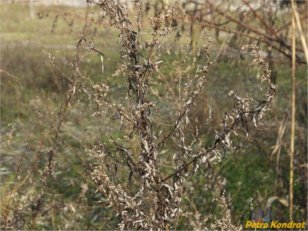 Image of Artemisia vulgaris specimen.