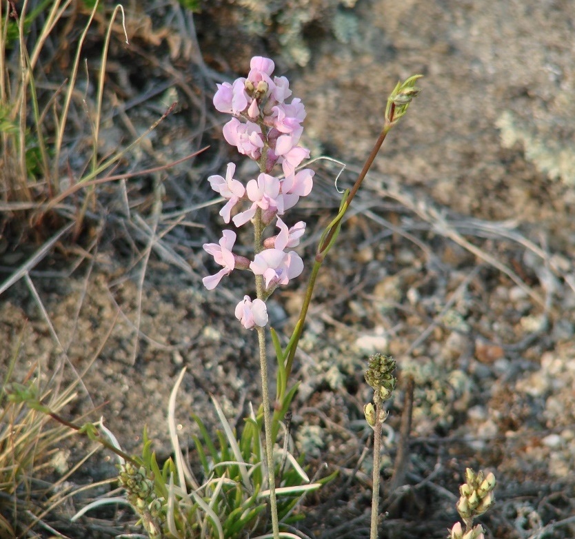 Image of Oxytropis coerulea specimen.