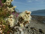 Sorbaria sorbifolia. Часть соцветия. Магаданская обл., окр. г. Магадан, побережье бухты Нагаева, крутой приморский склон со скальными выходами. 08.08.2017.