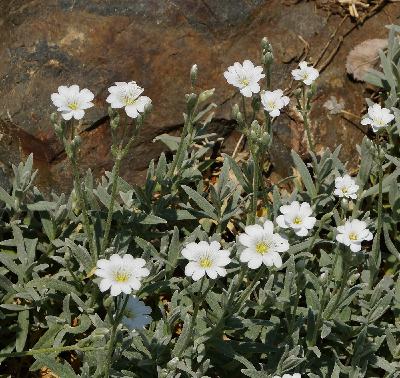 Изображение особи Cerastium argenteum.