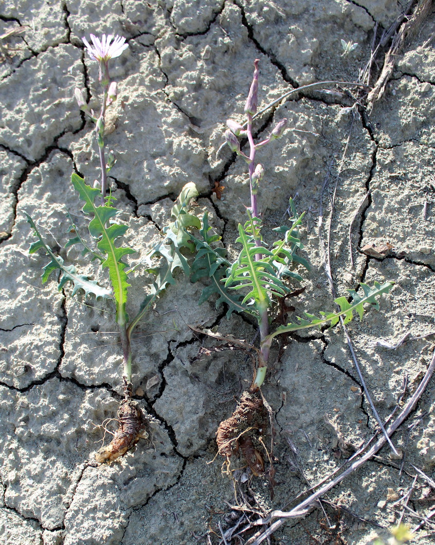 Image of Steptorhamphus linczevskii specimen.