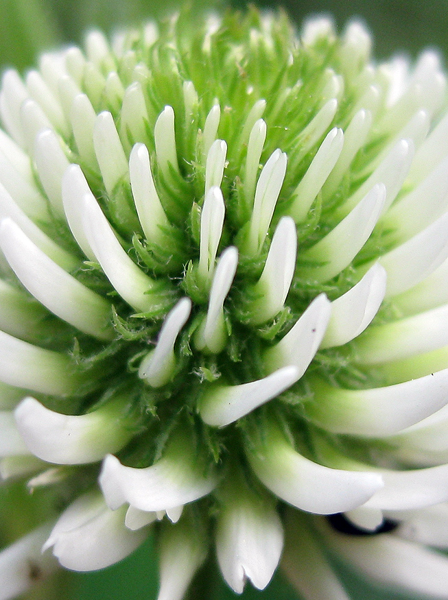 Image of Trifolium montanum specimen.