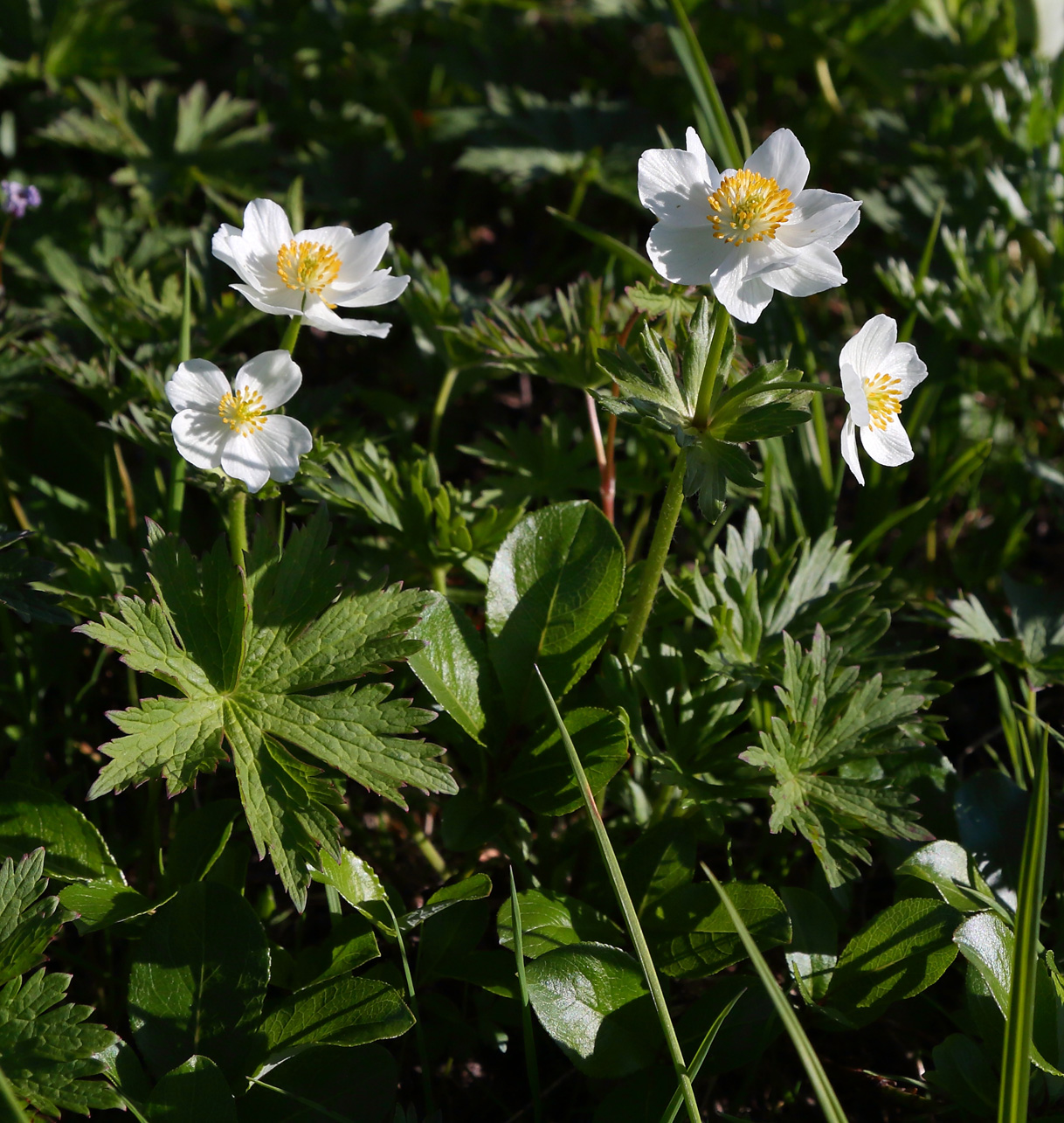 Изображение особи Anemonastrum sibiricum.