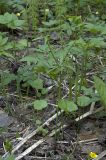 Ranunculus monophyllus