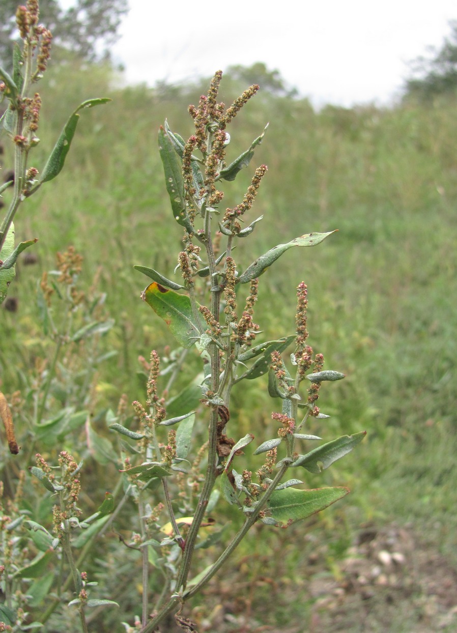 Image of Atriplex sagittata specimen.