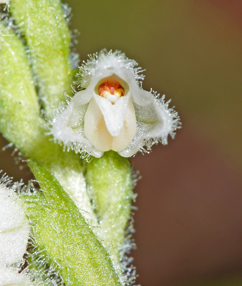 Image of Goodyera repens specimen.