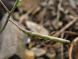 Arabidopsis neglecta