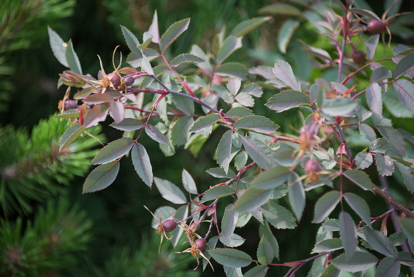 Изображение особи Rosa glauca.