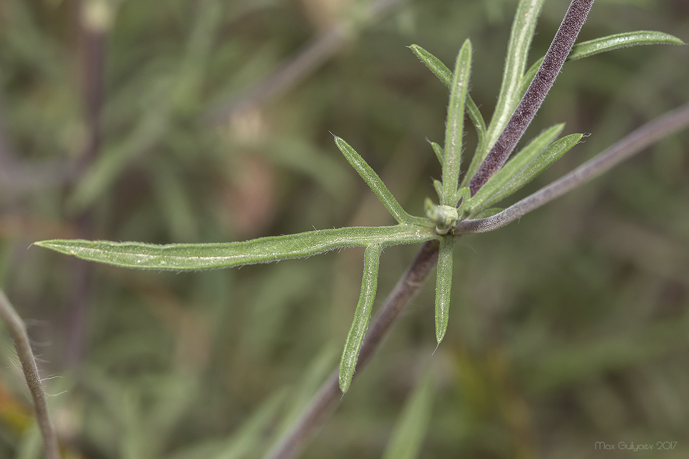 Image of Lomelosia argentea specimen.