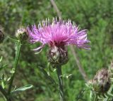 Centaurea ossethica. Верхушка побега с соцветием. Кабардино-Балкария, Эльбрусский р-н, окр. г. Тырныауз, ок. 1400 м н.у.м., склон, между кустарниками. 01.07.2019.