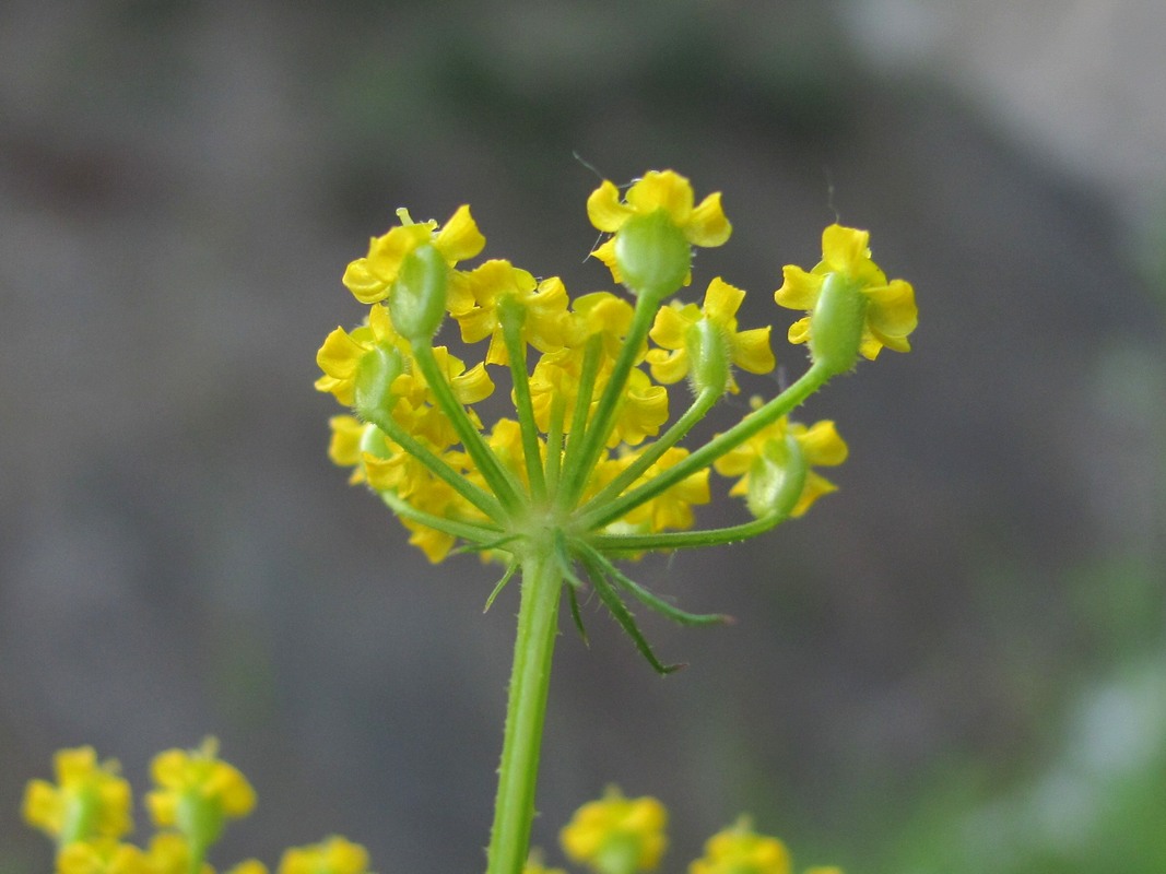 Image of Pastinaca armena specimen.