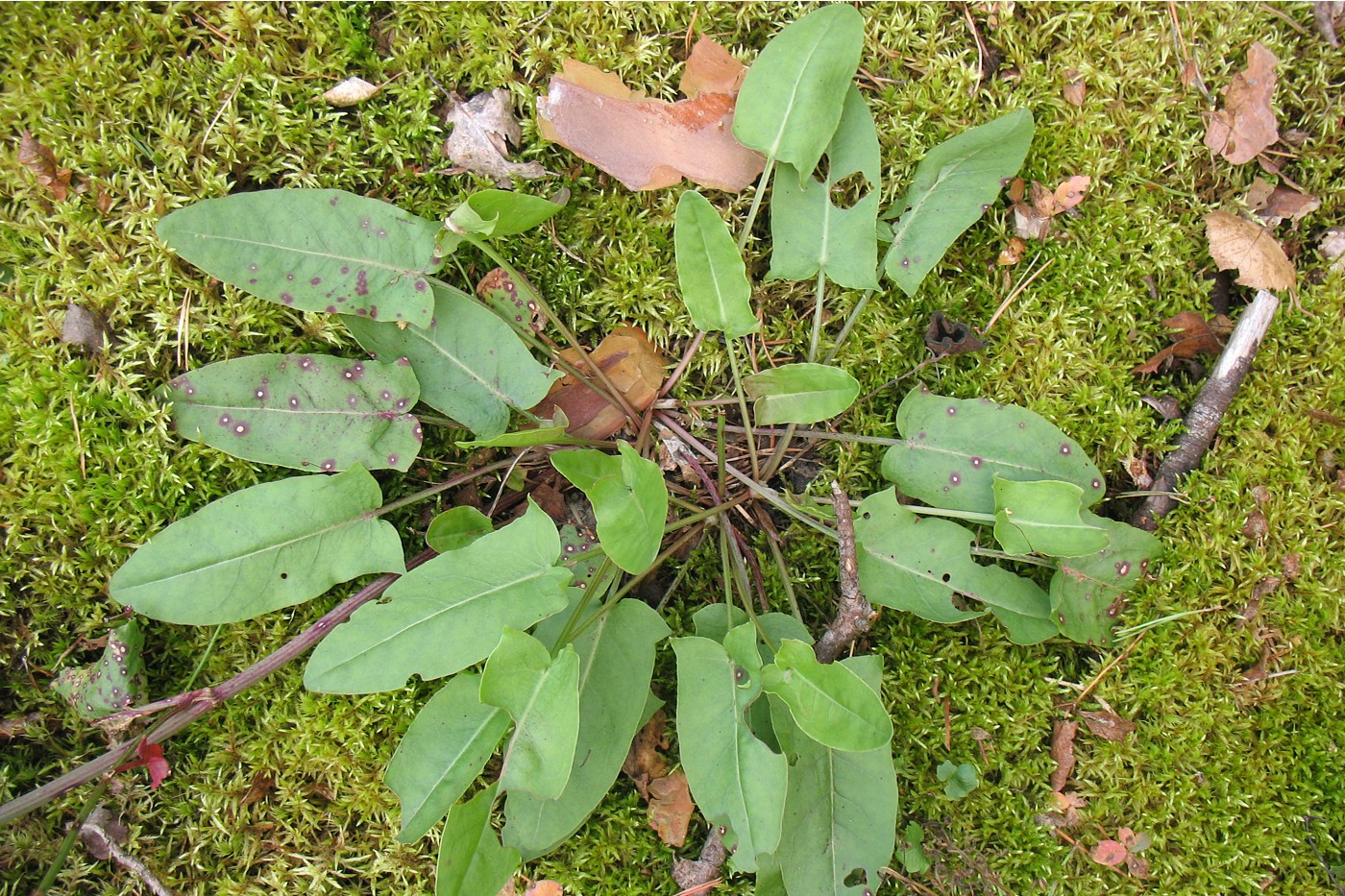 Image of Rumex acetosa specimen.