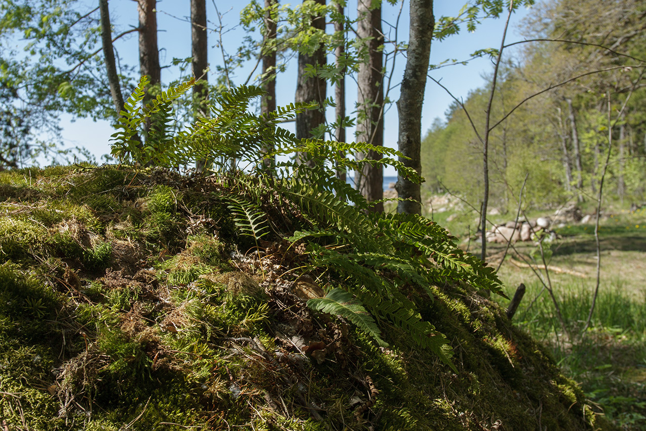 Image of Polypodium vulgare specimen.