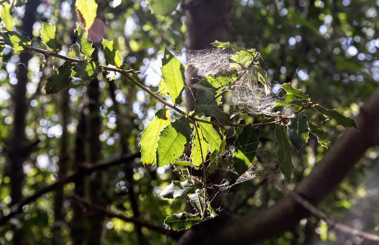 Изображение особи Quercus boissieri.