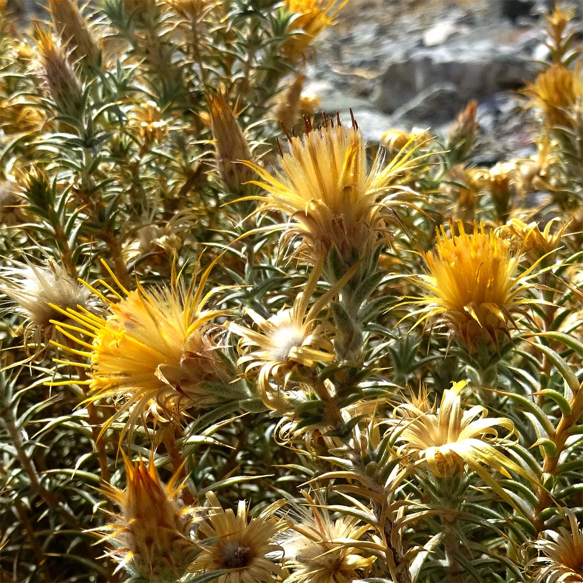 Image of Chuquiraga atacamensis specimen.