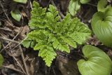 Botrychium robustum. Стерильная часть вайи. Сахалинская обл., Томаринский р-н, окр. г. Томари, средняя часть склона сопки, бровка оврага. 30.07.2017.