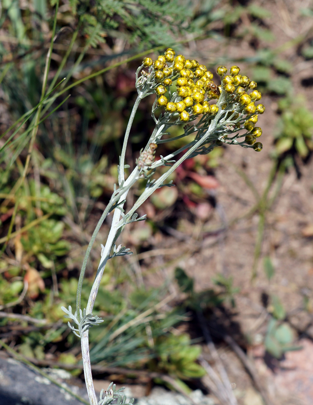 Image of Ajania fastigiata specimen.