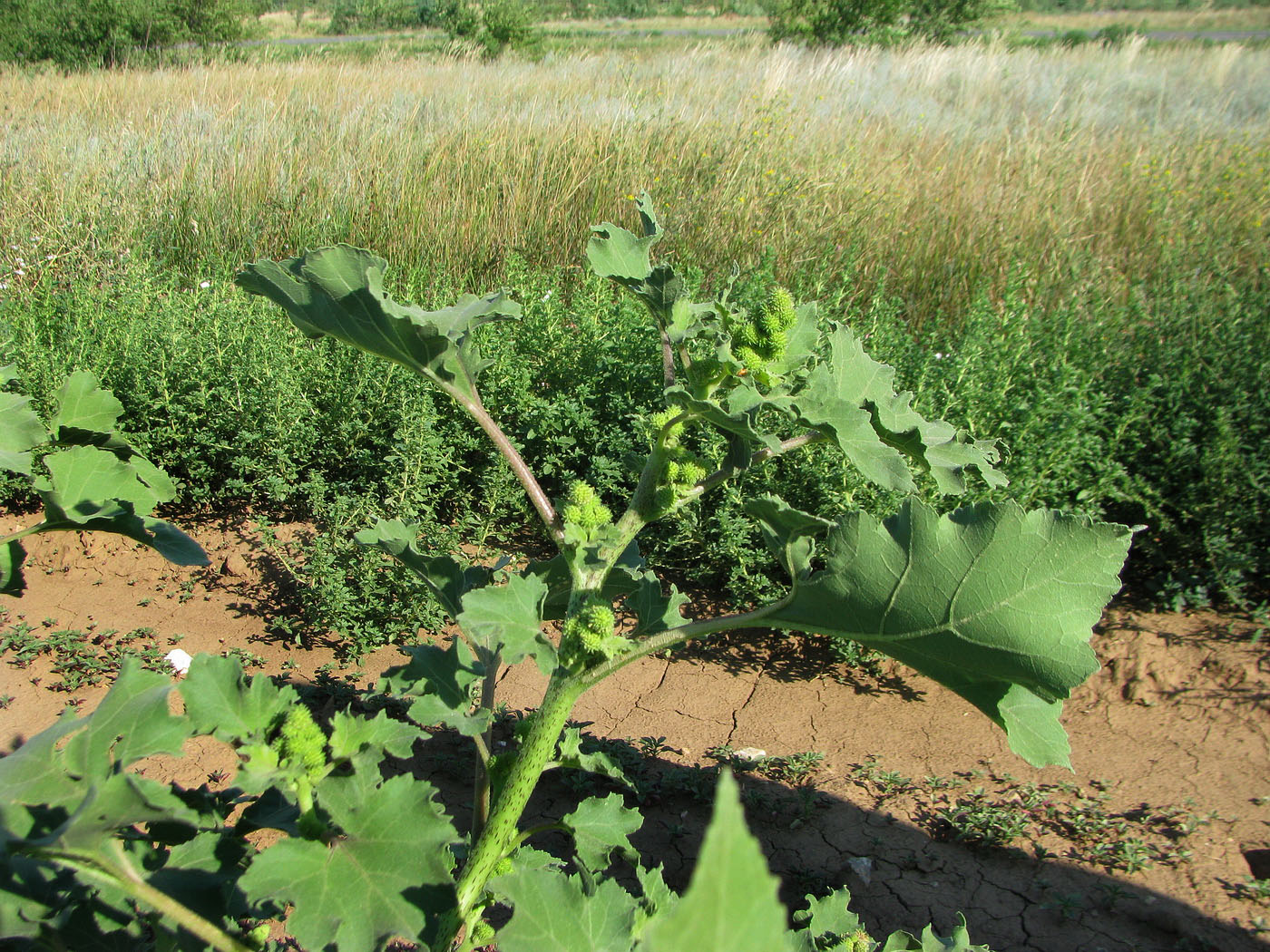 Image of Xanthium orientale specimen.