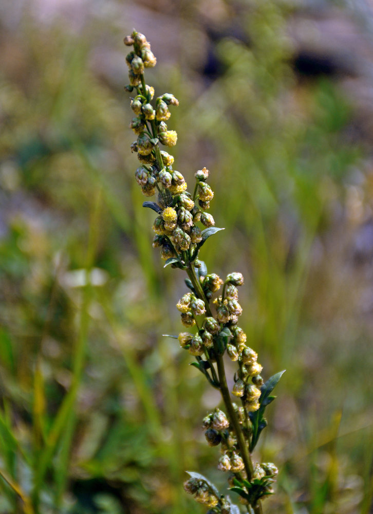 Изображение особи Artemisia latifolia.