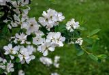 genus Exochorda. Верхушка ветви с соцветиями. Москва, ботанический сад МГУ \"Аптекарский огород\", в культуре. 26.05.2019.