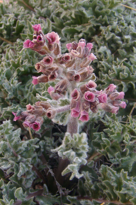 Image of Megacarpaea iliensis specimen.