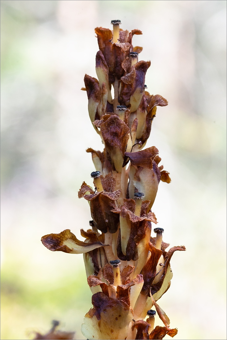 Image of Hypopitys monotropa specimen.