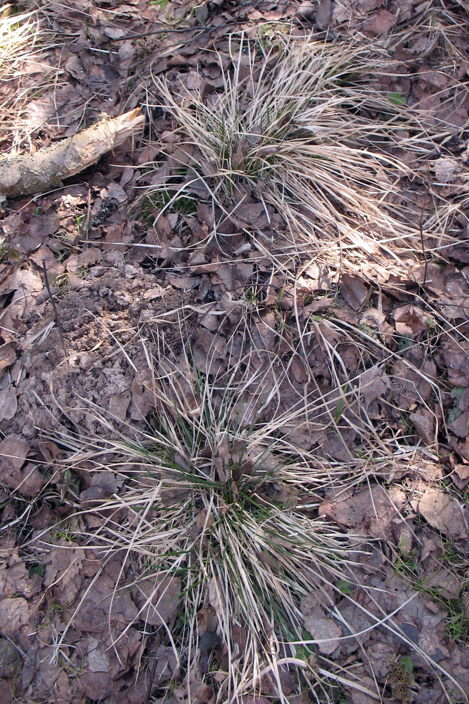 Image of Deschampsia cespitosa specimen.