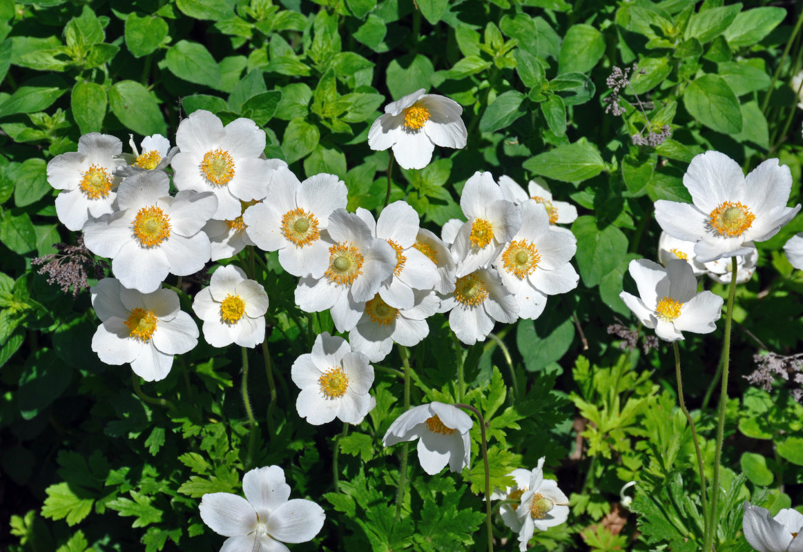 Image of Anemone sylvestris specimen.