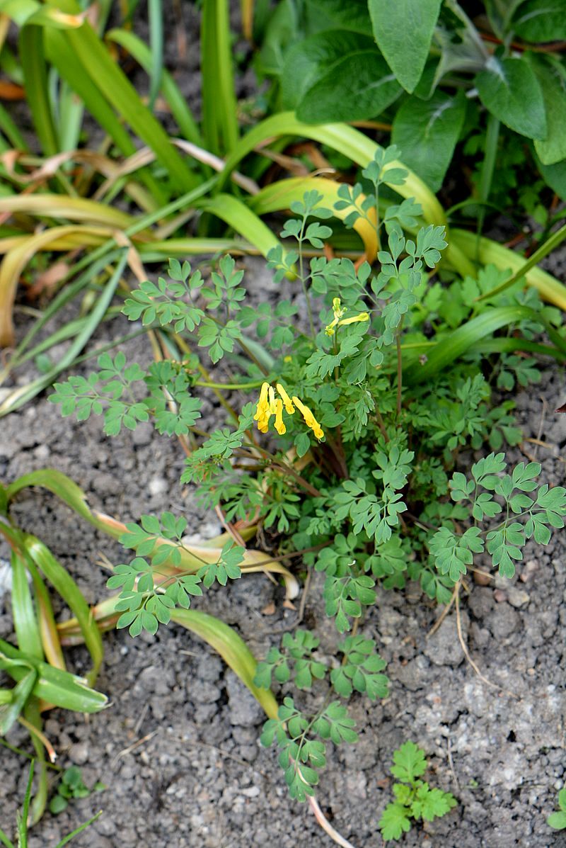 Image of genus Corydalis specimen.